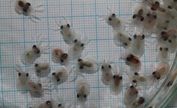 Primeros juveniles .jpg